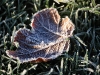 Frosted leaf Christmas 2007